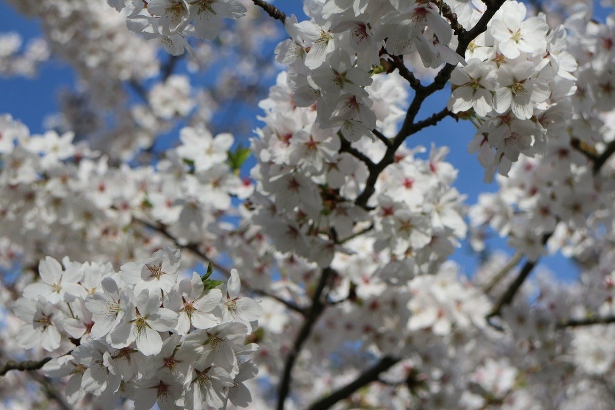 Spring Sample photo