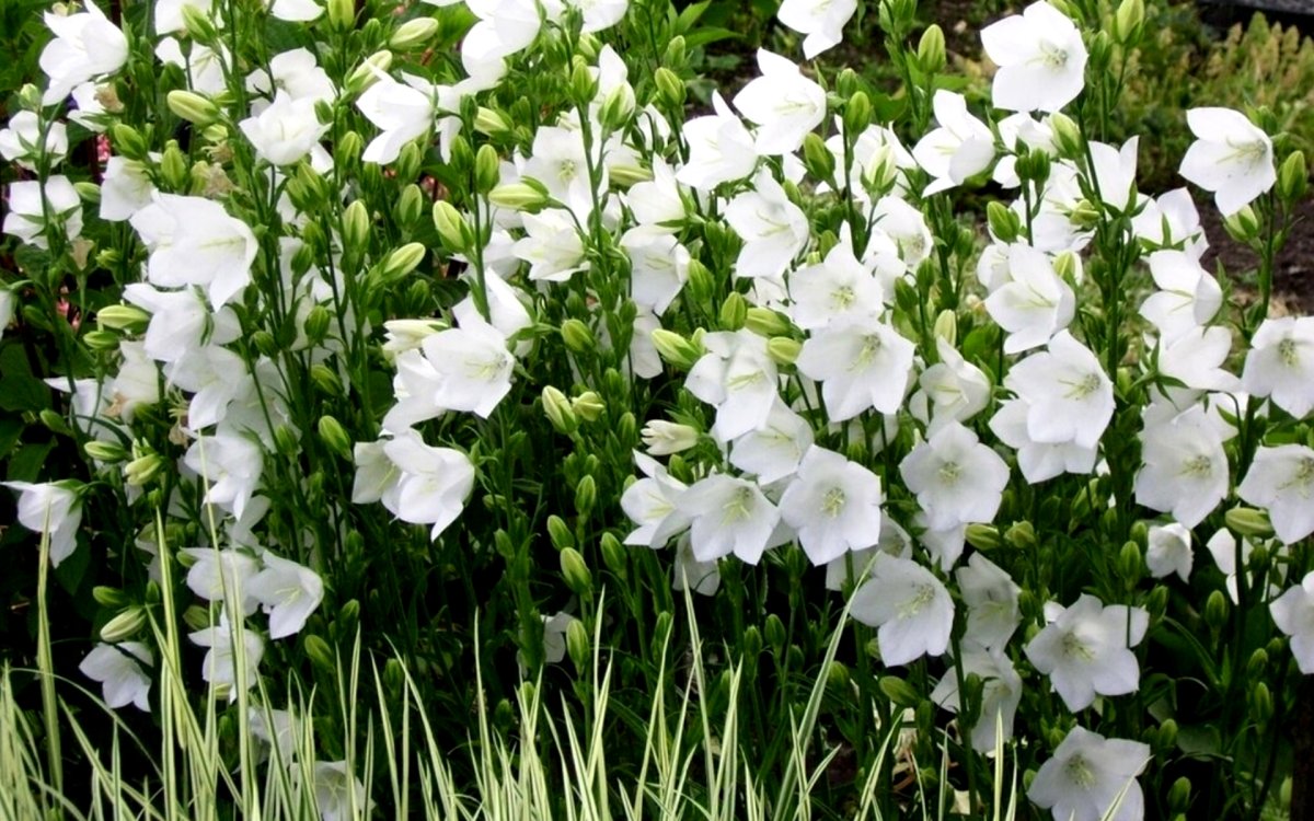 Многолетние цветы белые колокольчики