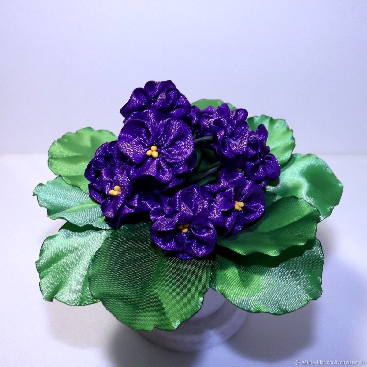 Фиалка DN Royal Blue