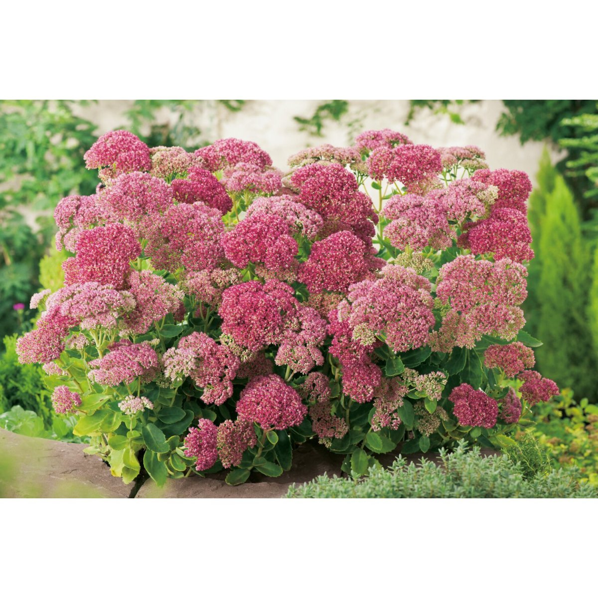 Очиток Видный (Sedum spectabile `Carmen`)