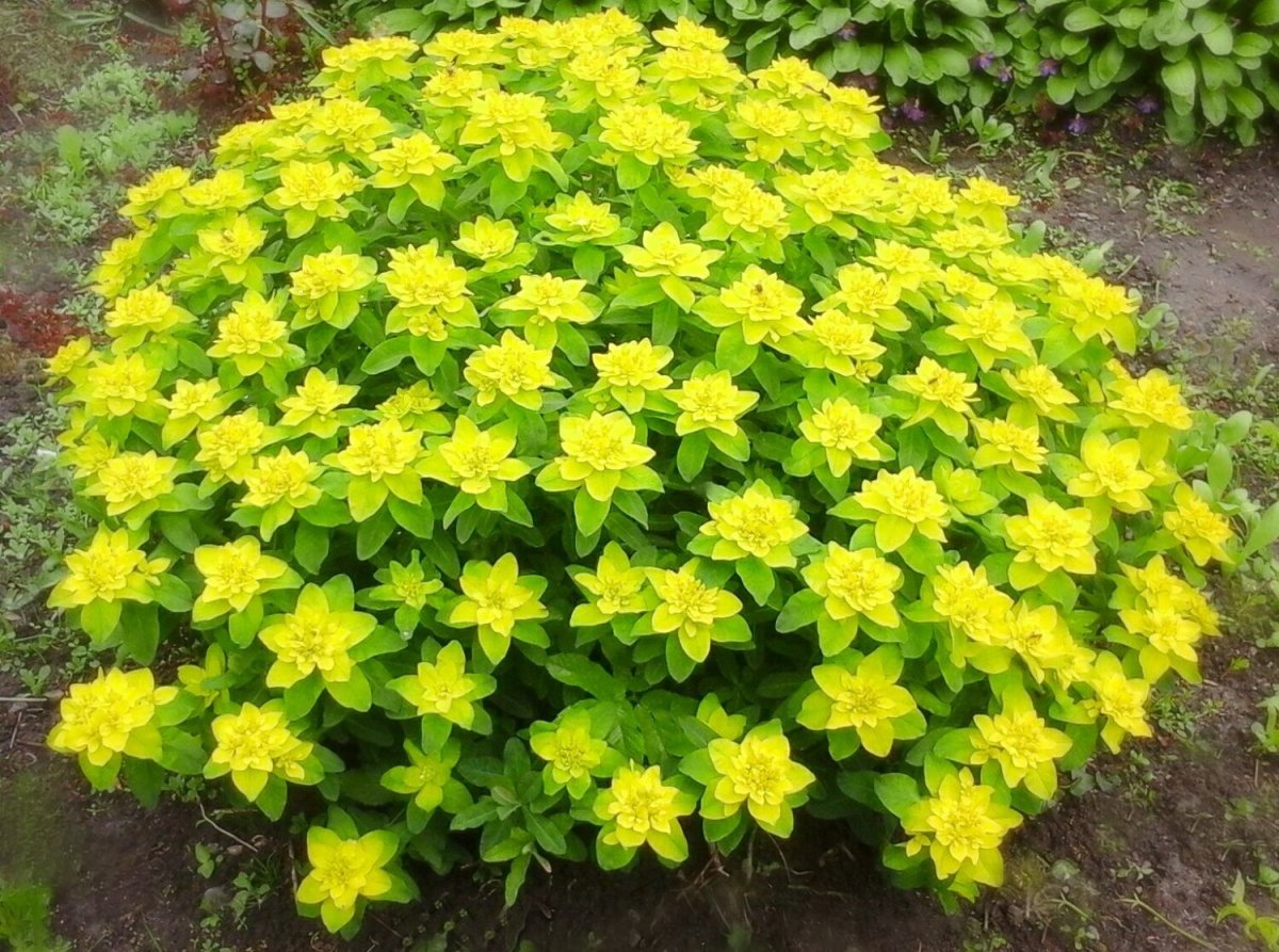 Желтые невысокие многолетние садовые цветы