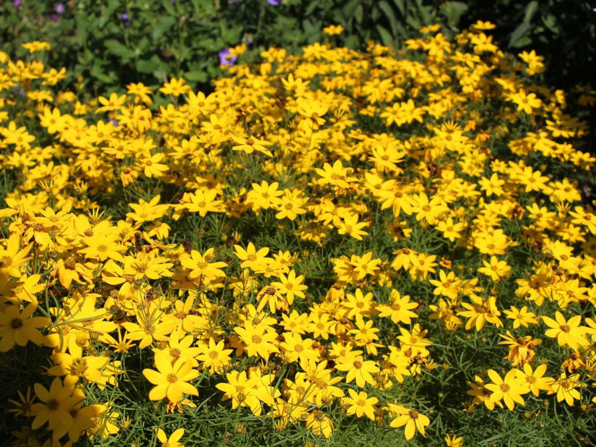 Кореопсис verticillata