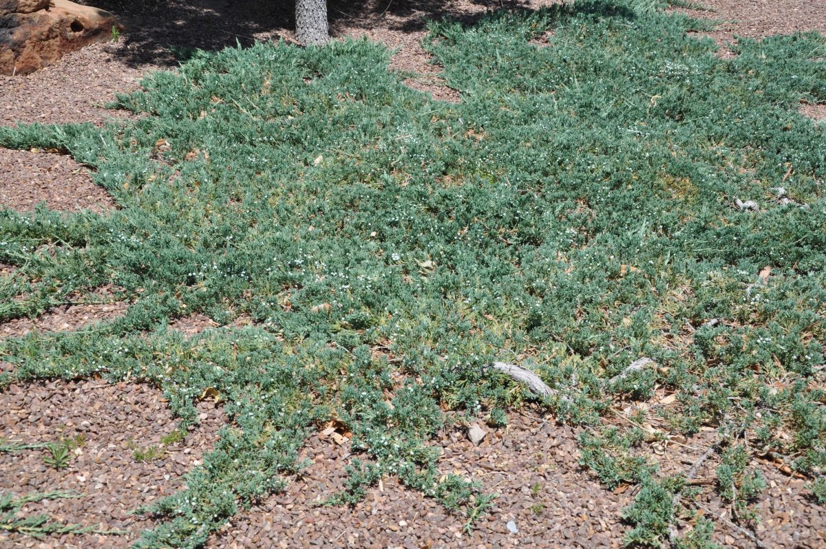 Juniperus horizontalis Wiltonii
