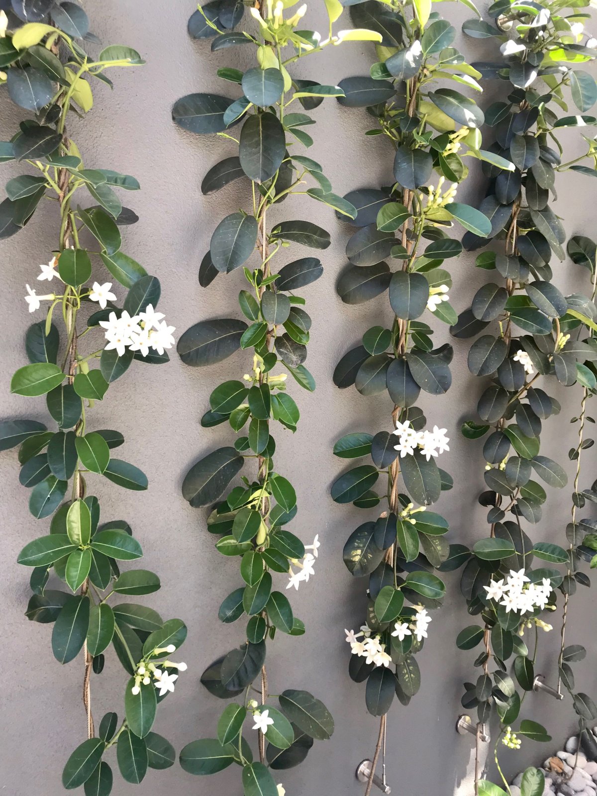 Стефанотис floribunda