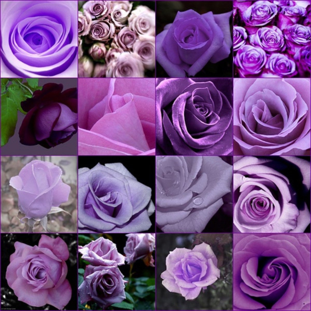 Фиолетовые цветы сорта