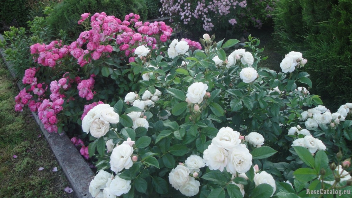 Роза мускусный гибрид Bouquet parfait