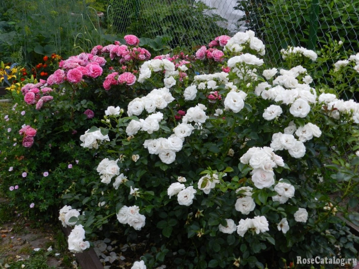 Aspirin Rose роза штамбовая