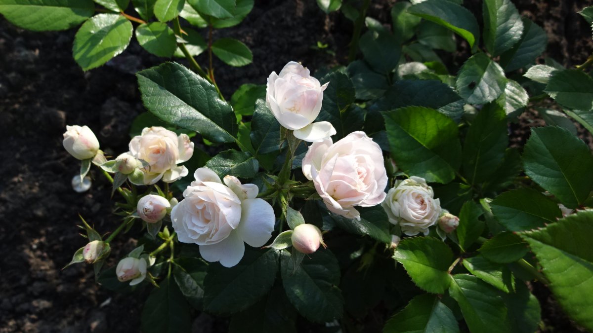 Шиповник сортовой "pompon Blanc parfait"