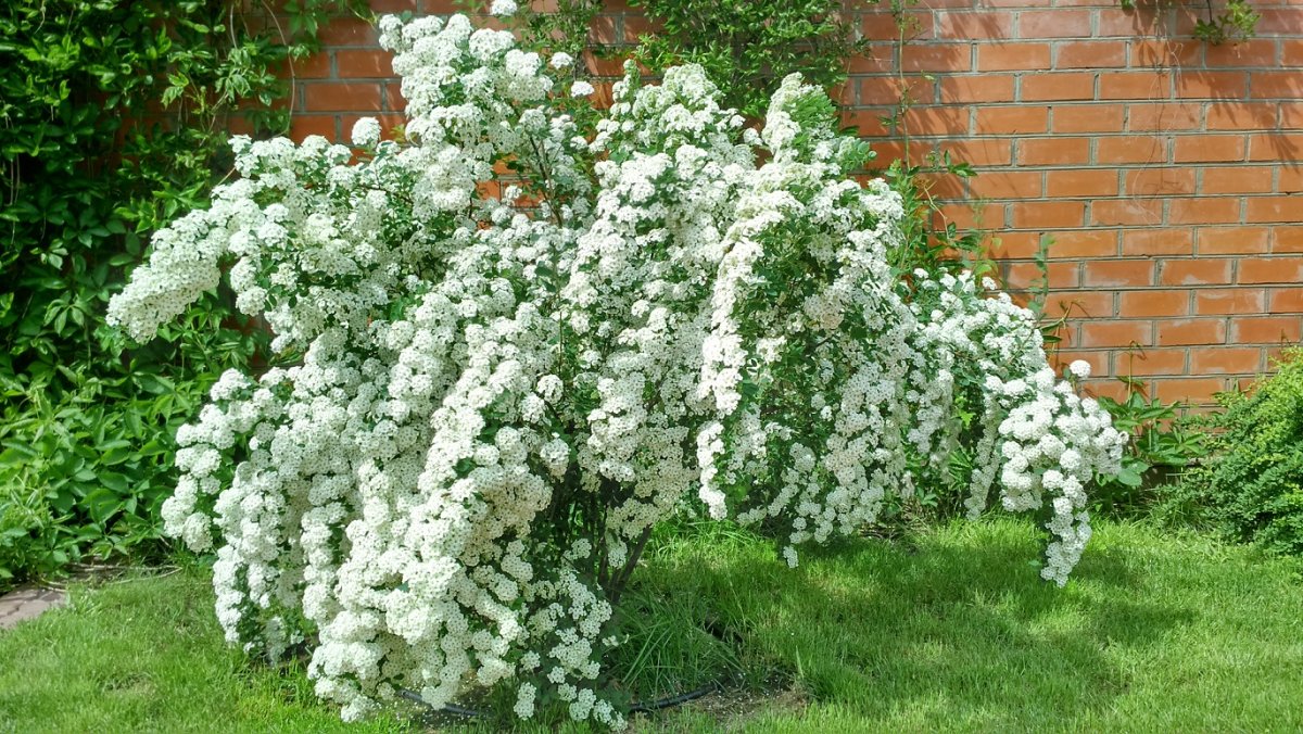Спирея Вангутта (vanhouttei)