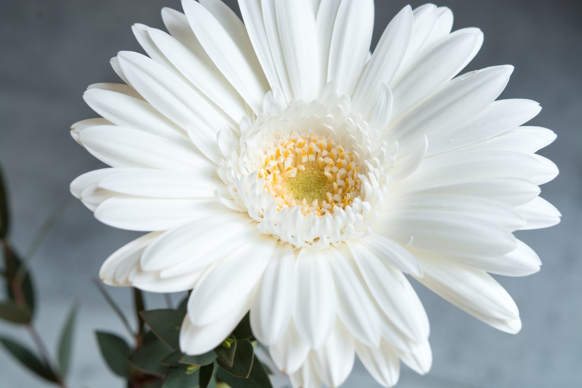 Гербера Снежная Gerbera Nivea