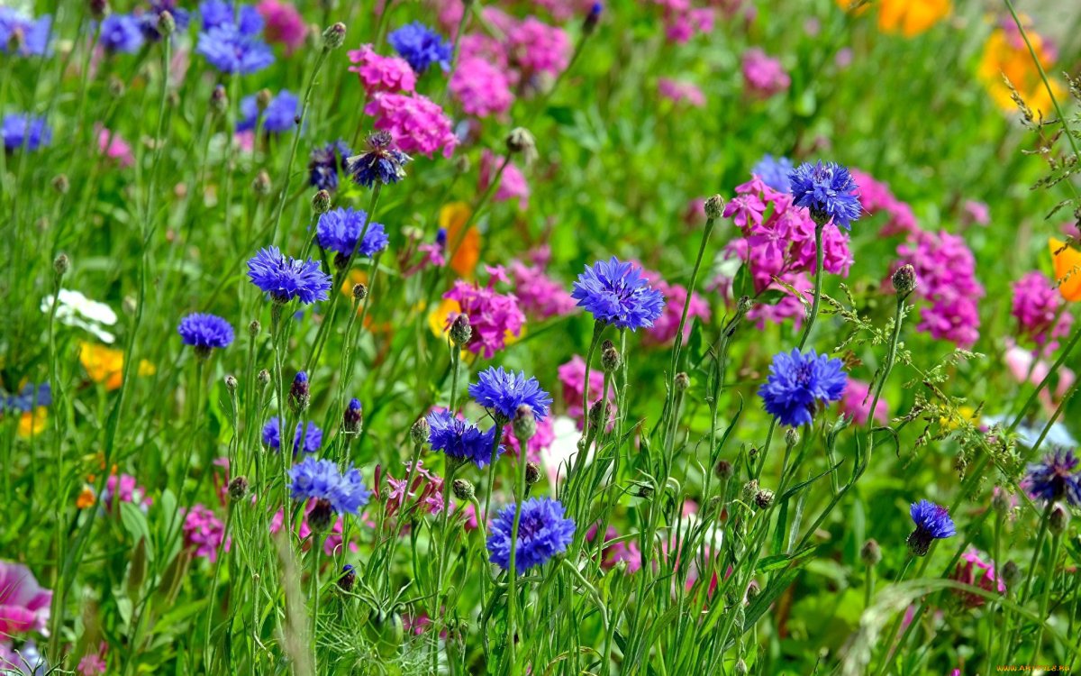 Луговые травы с голубыми цветами