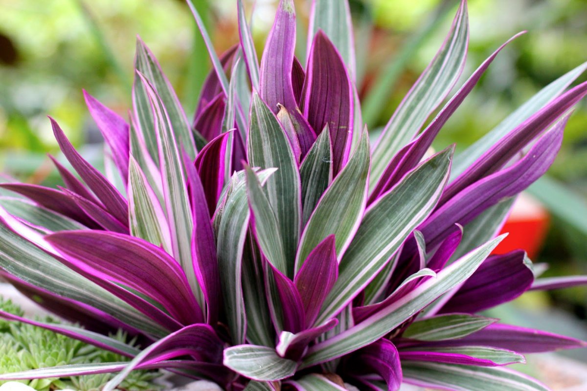 Традесканция spathacea