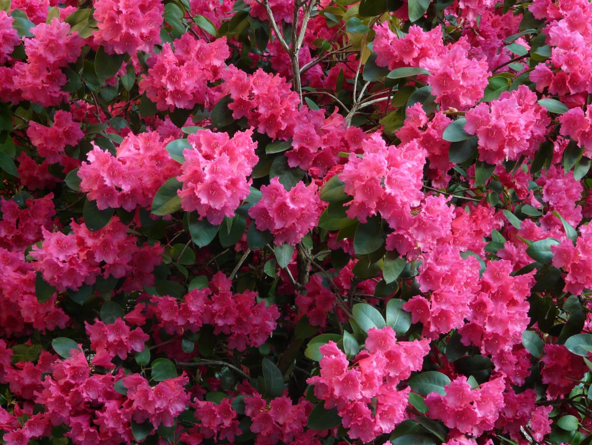 Садовый куст с розовыми цветами