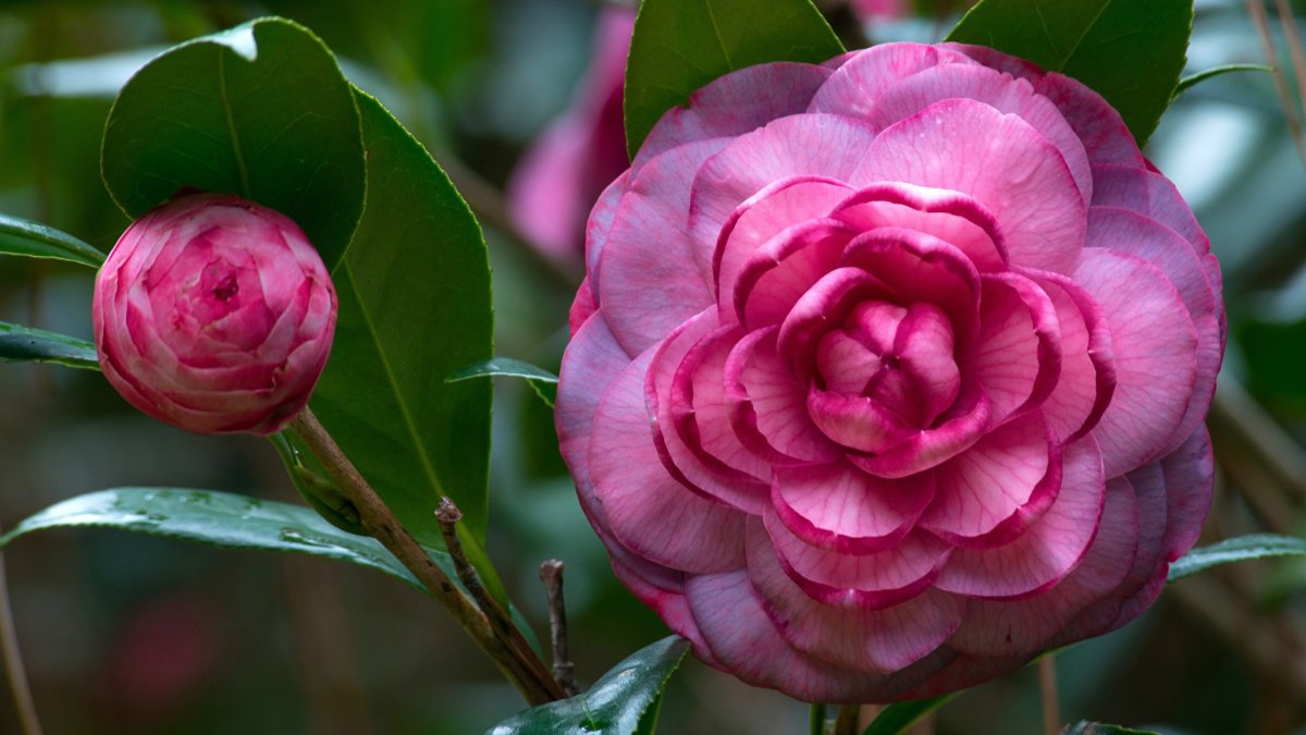 Розовые редкие цветы