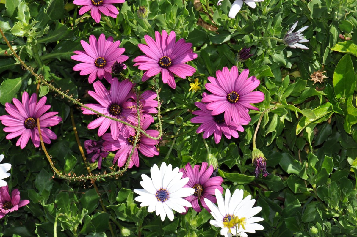 Летние цветы однолетки