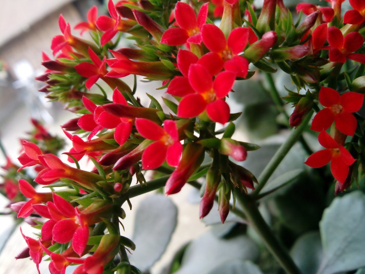 Kalanchoe manginii