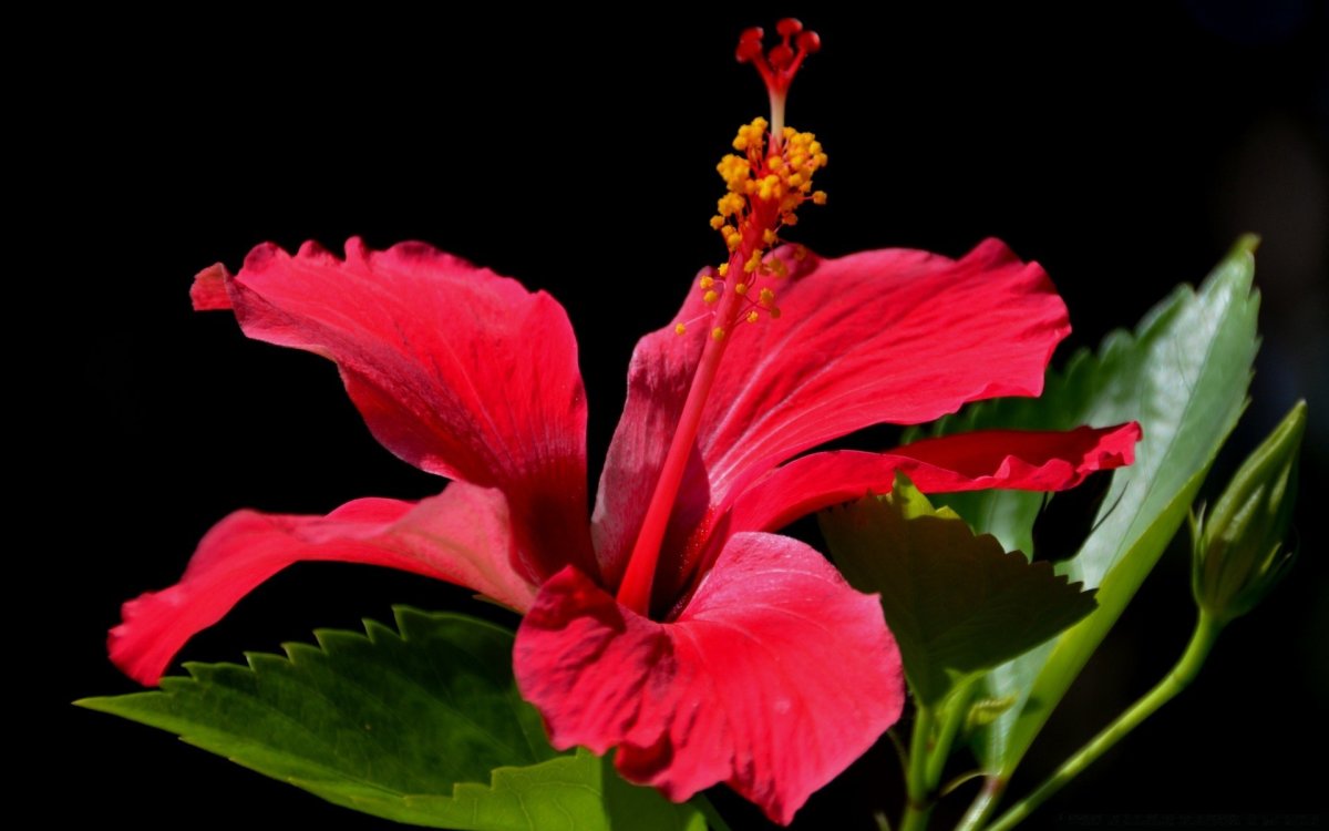 Южный цветок с красными цветами