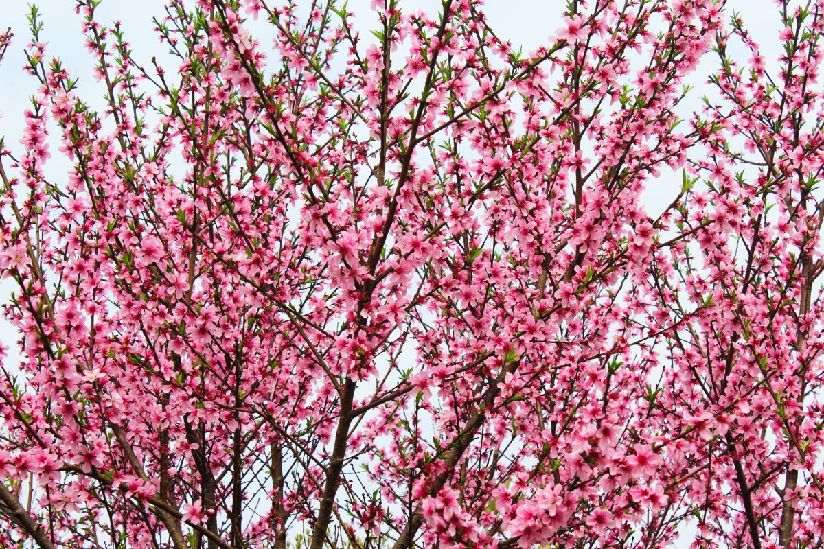 Деревья цветущие розовыми цветами весной