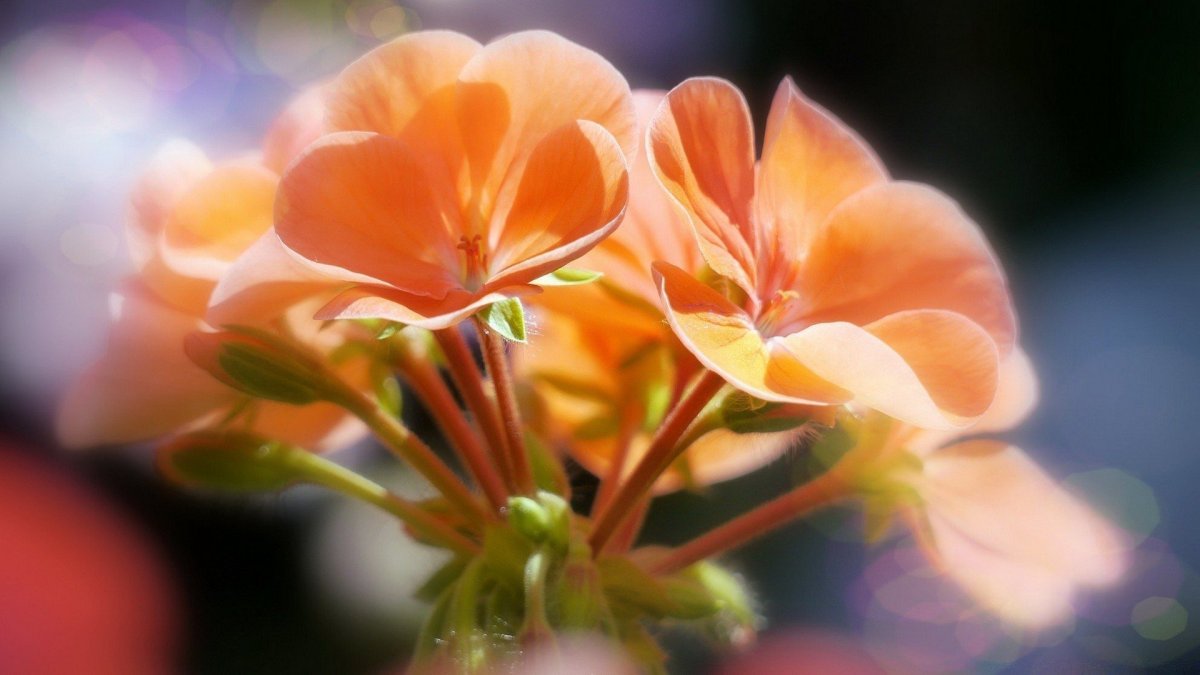 Высокие оранжевые цветы
