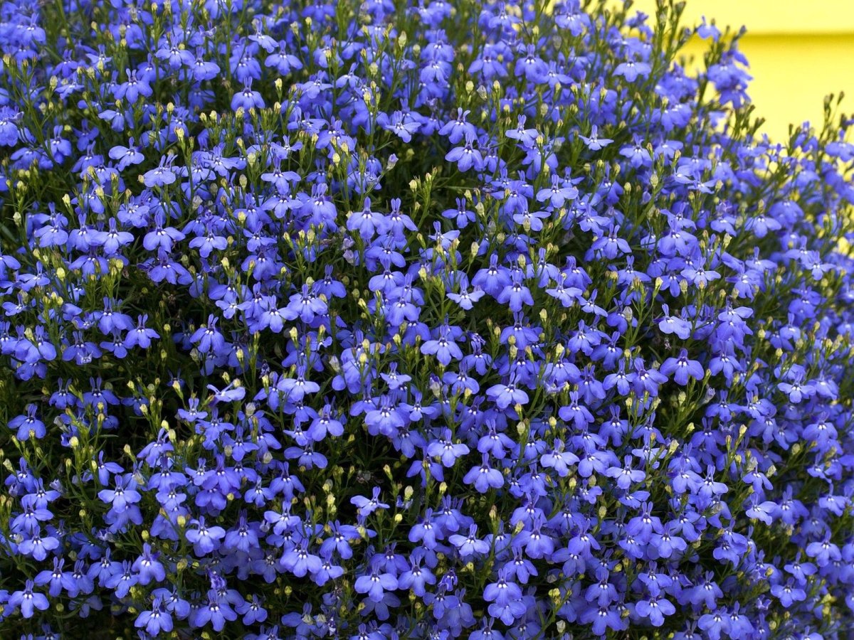 Мелкие синие садовые цветы