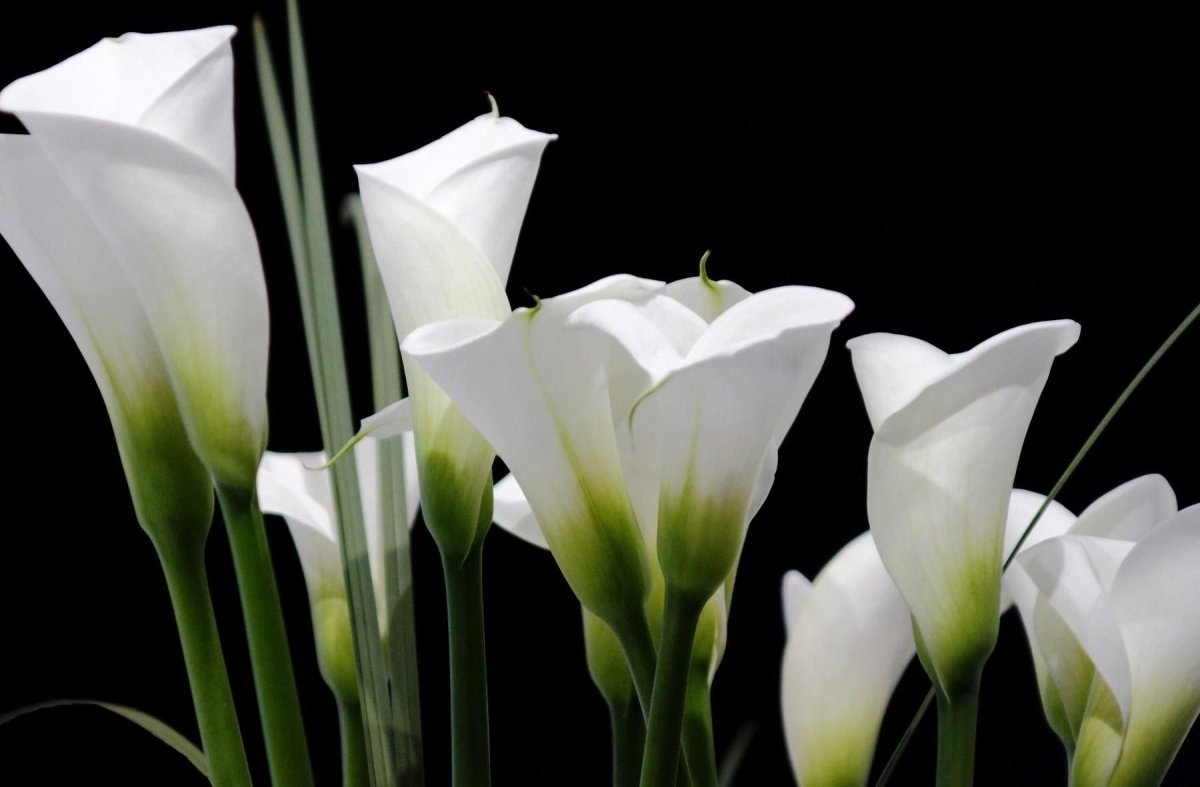 Цветы - белокрыльник (White Calla Lily)