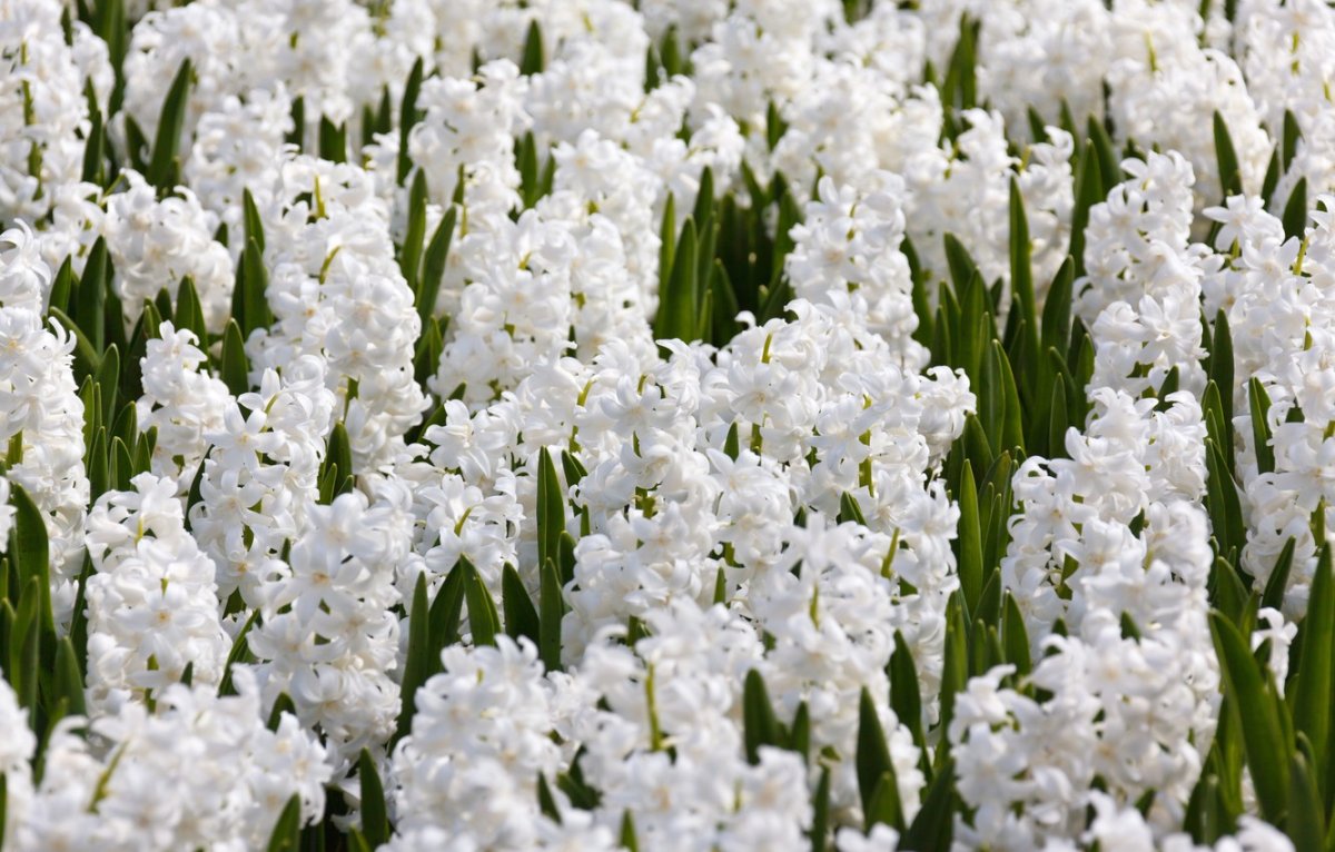 Белые луковичные цветы