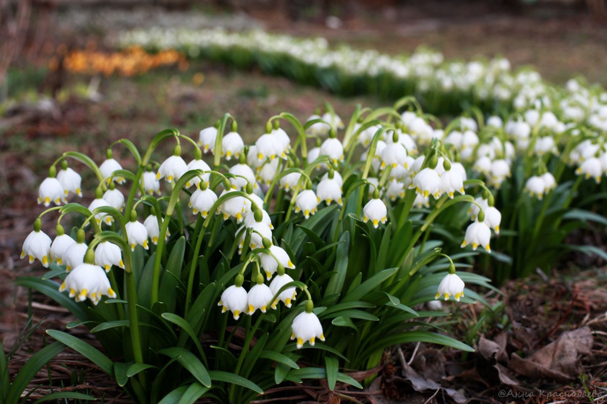 Белоцветник весенний (Leucojum vernum)