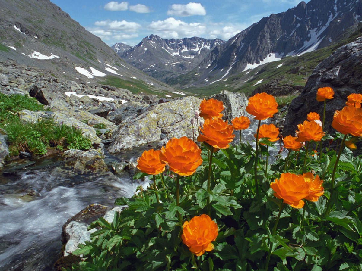 Купальница Алтай голубая