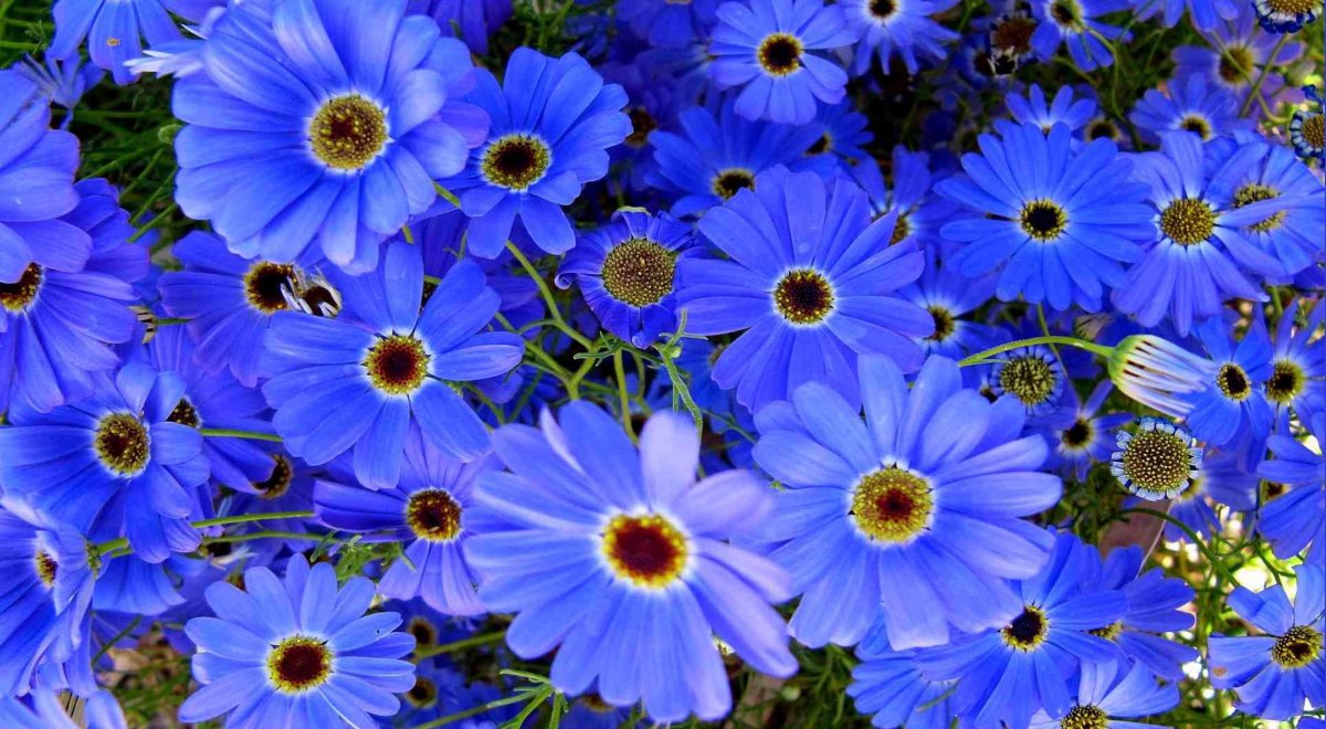 Однолетние цветы голубого цвета