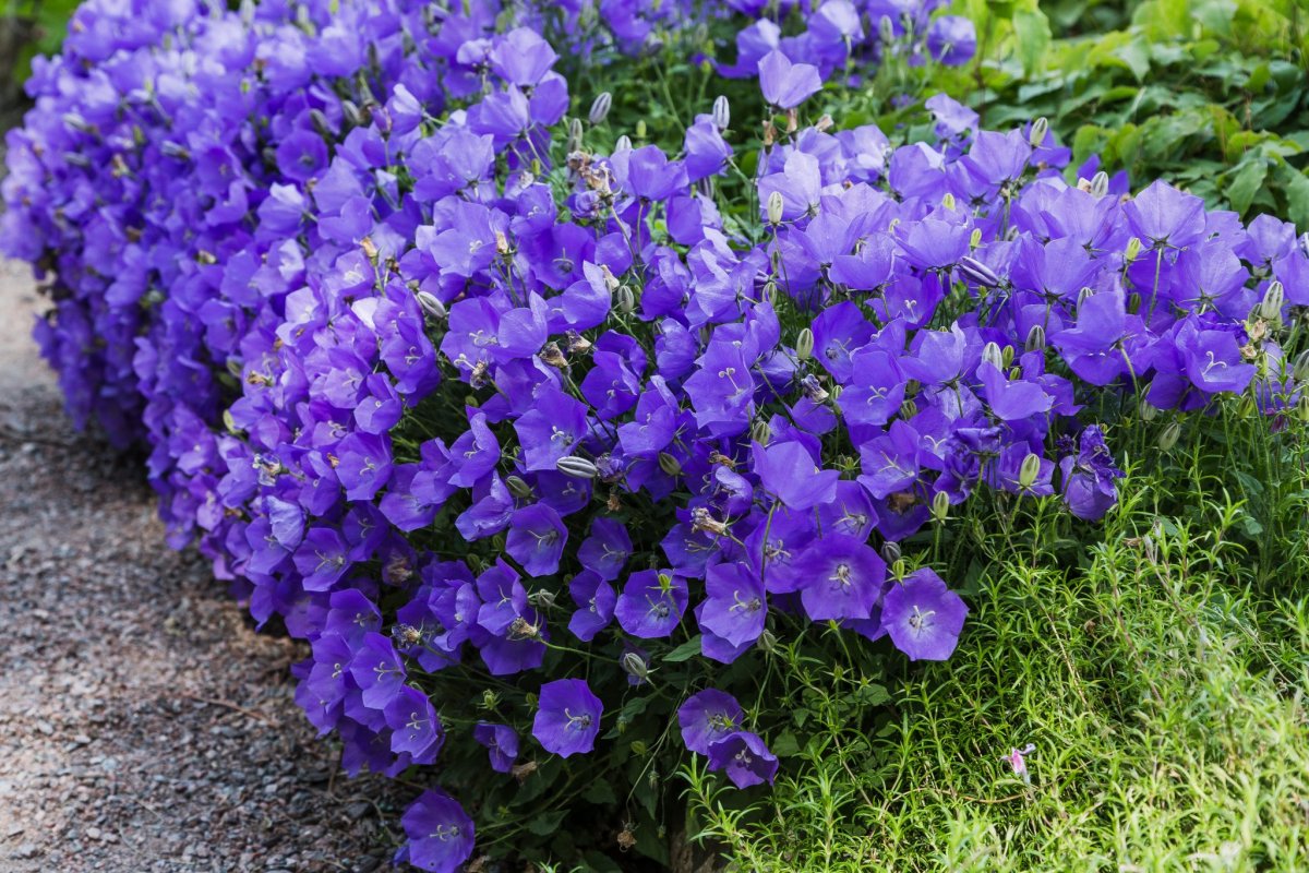 Campanula ’Azure Beauty’