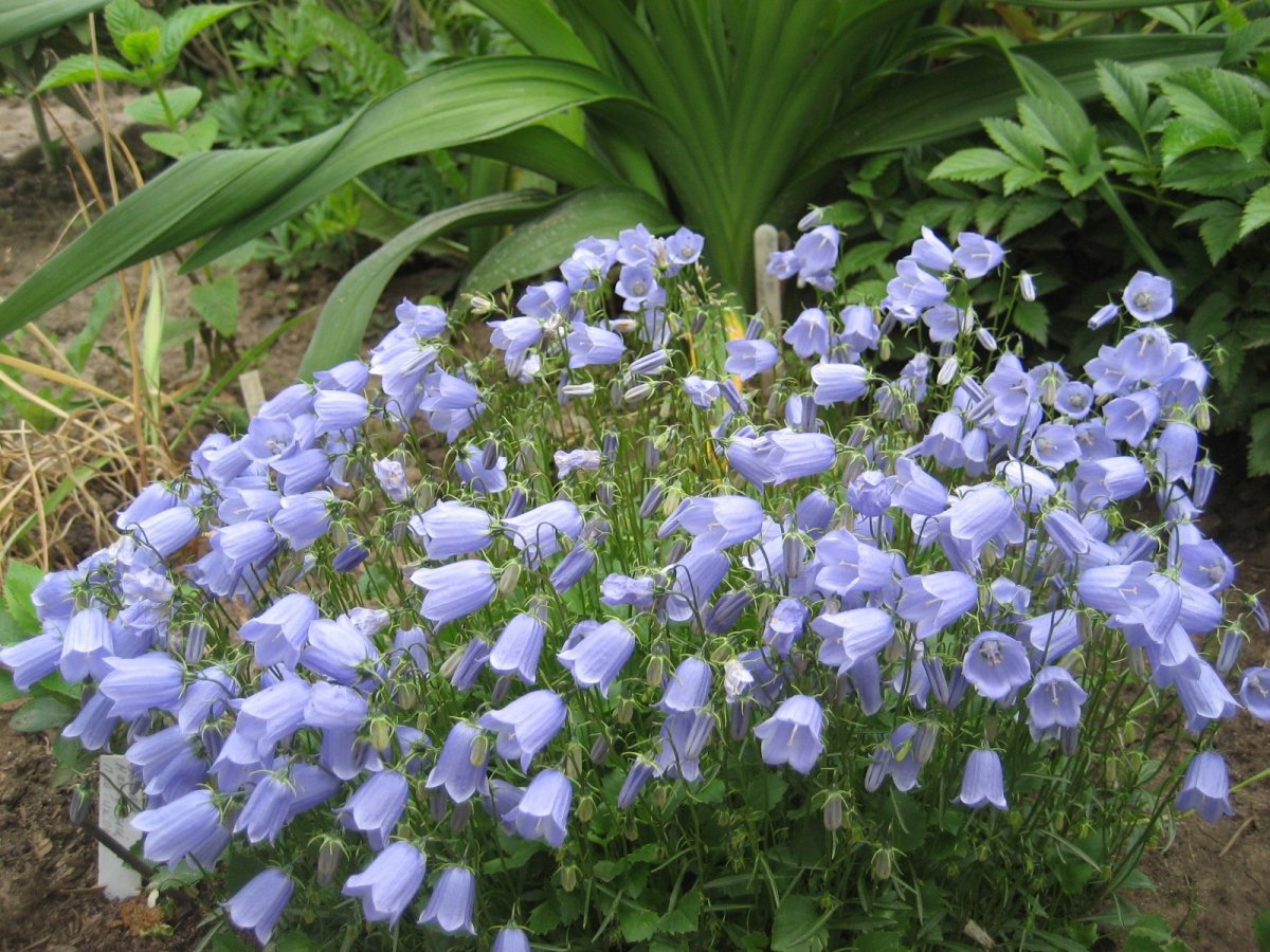 Колокольчик ложечницелистный (Campanula cochleariifolia)