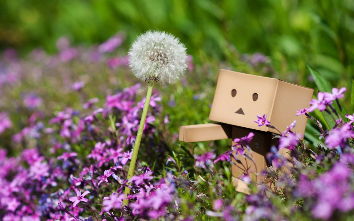 Danbo Весна