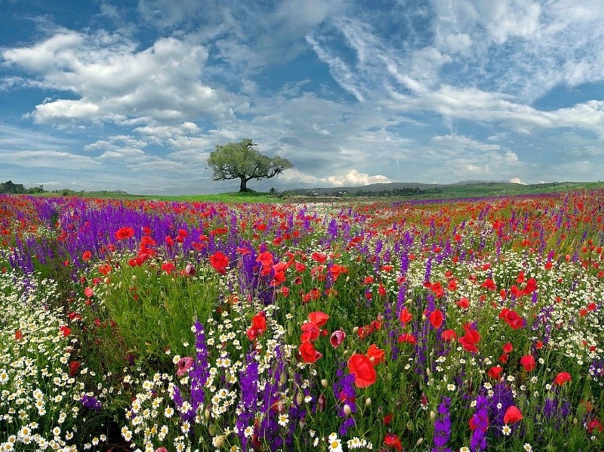 Луговые цветы