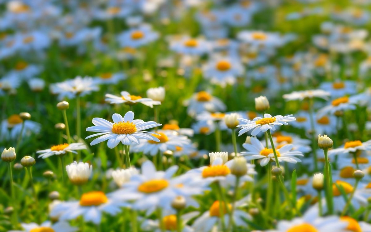 Лето природа