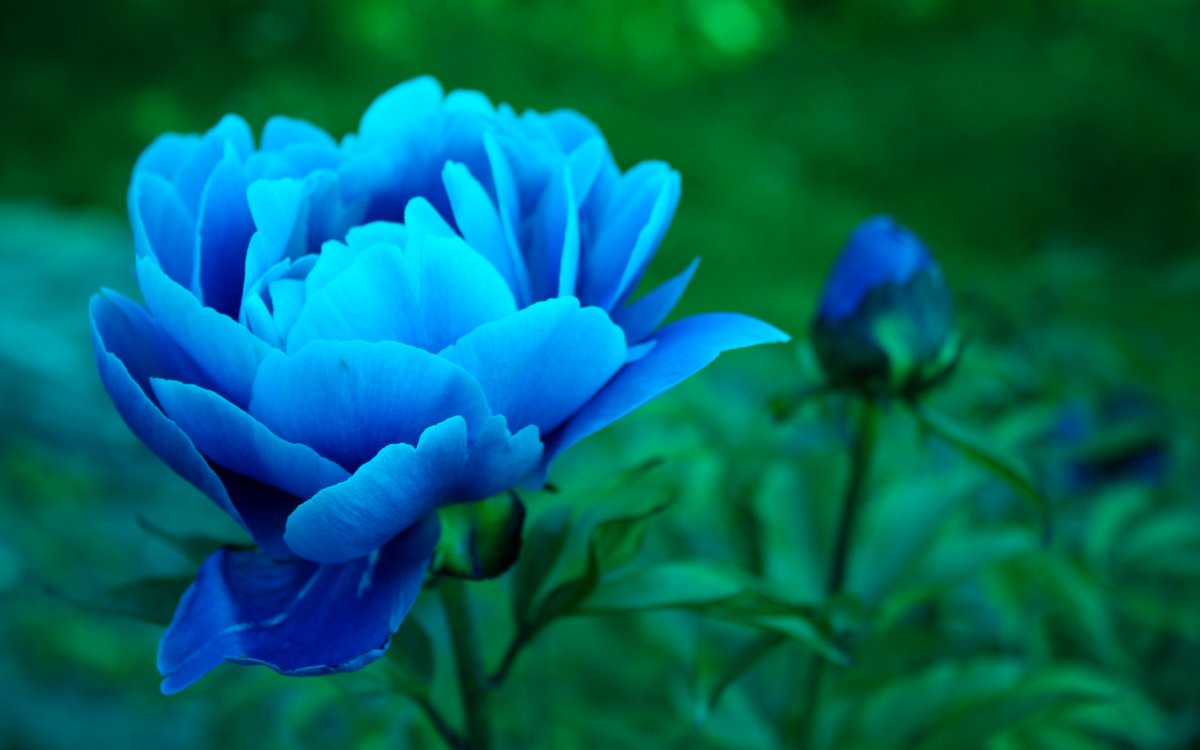 Голубые пионы цветы