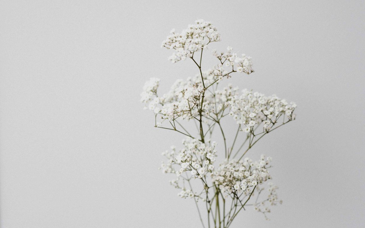 Гипсофила White