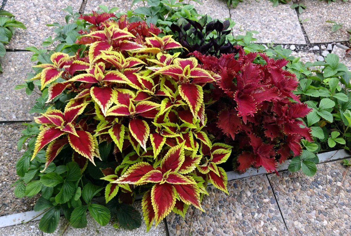 Колеус Coleus Juliet Quartermain