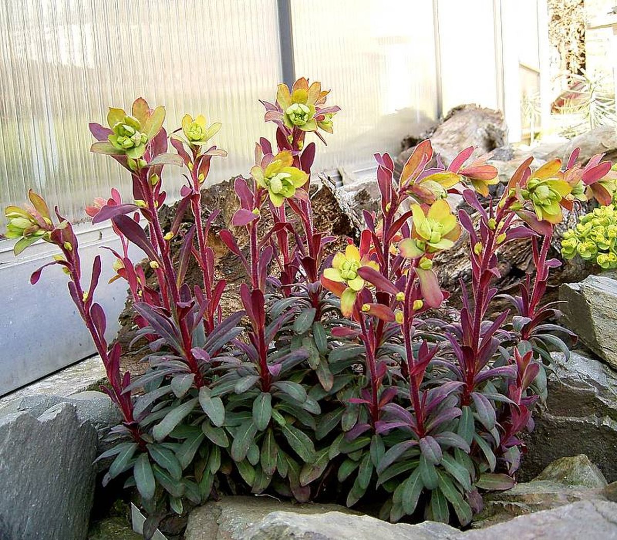 Молочай миндальный purpurea