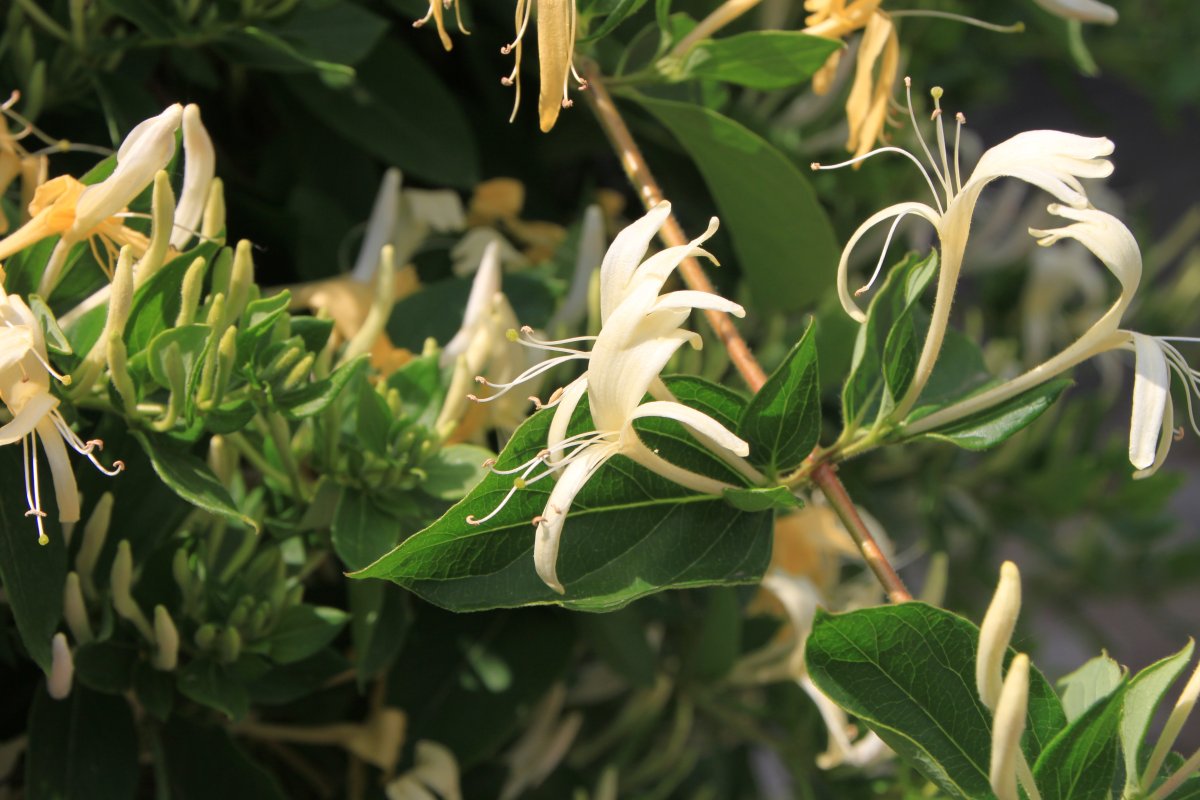 Жимолость Lonicera caprifolium