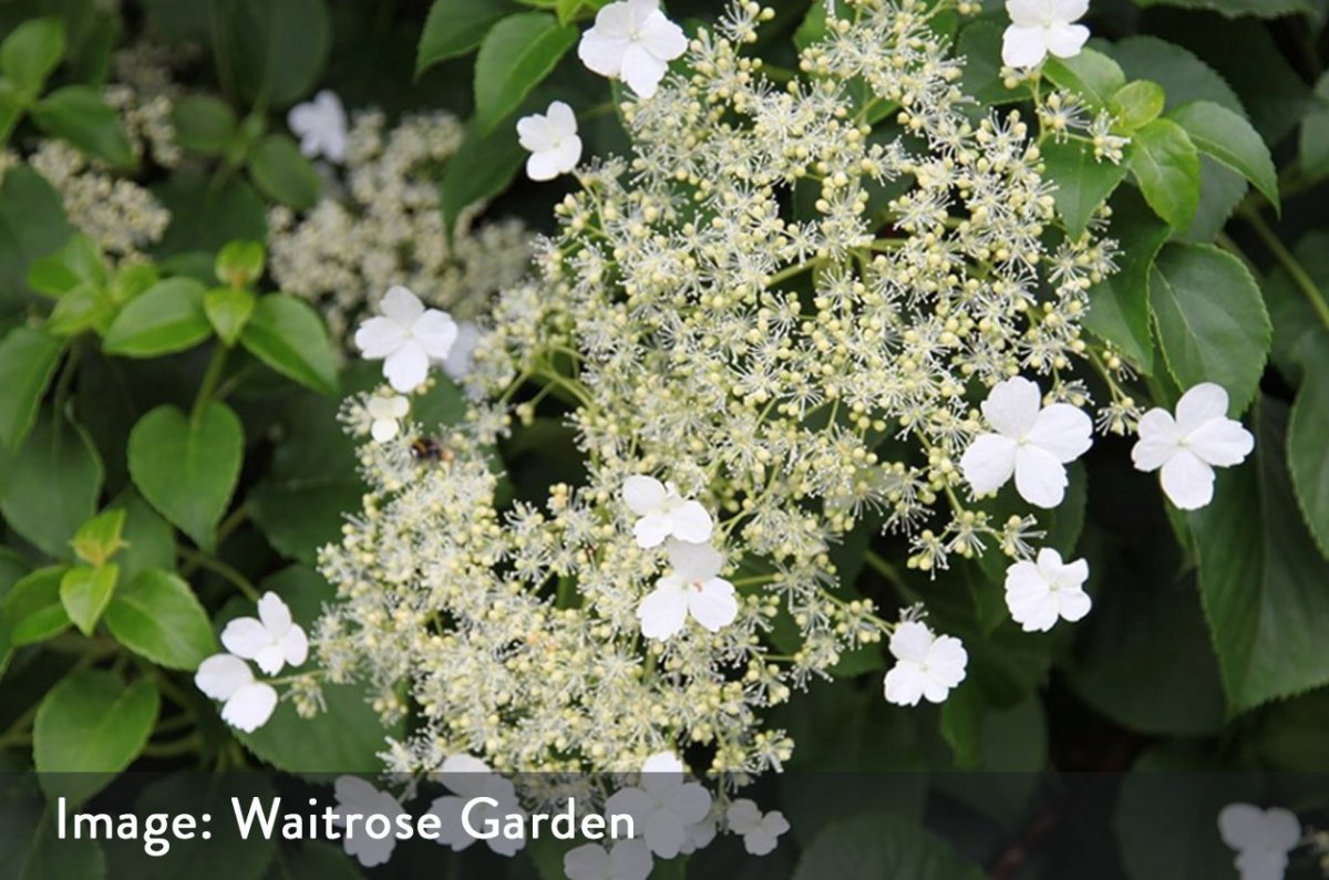 Гортензия черешковая grandiflora