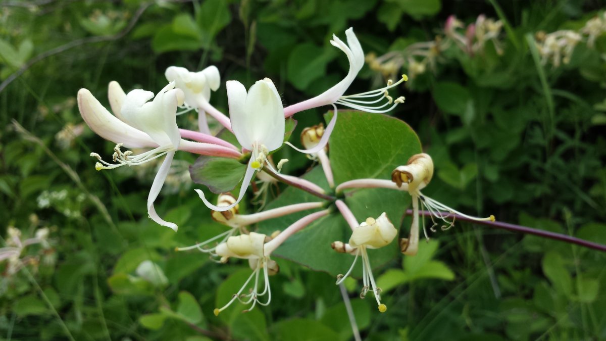 Lonicera caprifolium