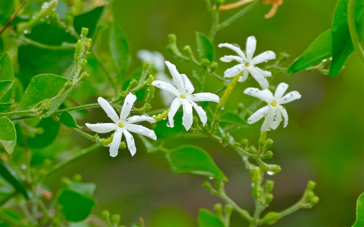 Jasminum Adenophyllum