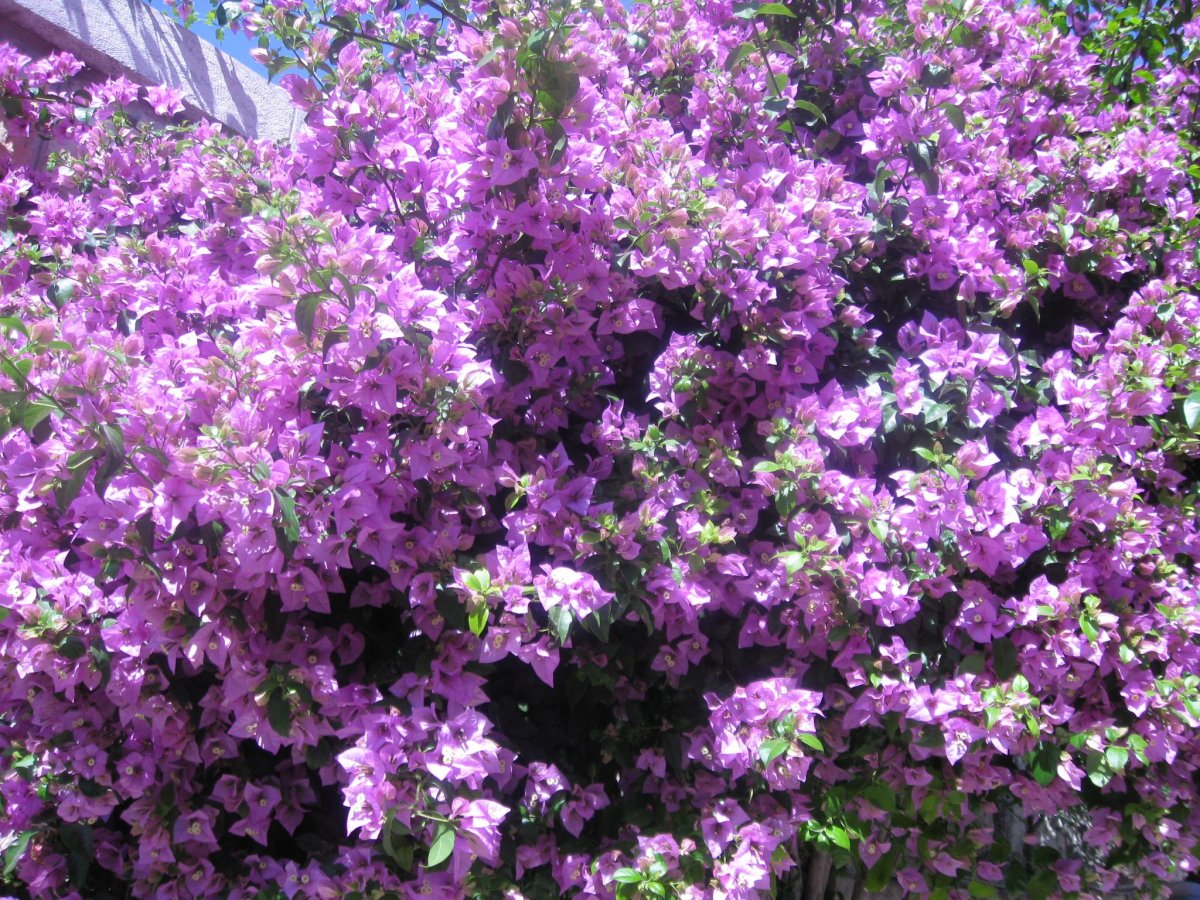 Низкорослый кустарник с фиолетовыми цветами