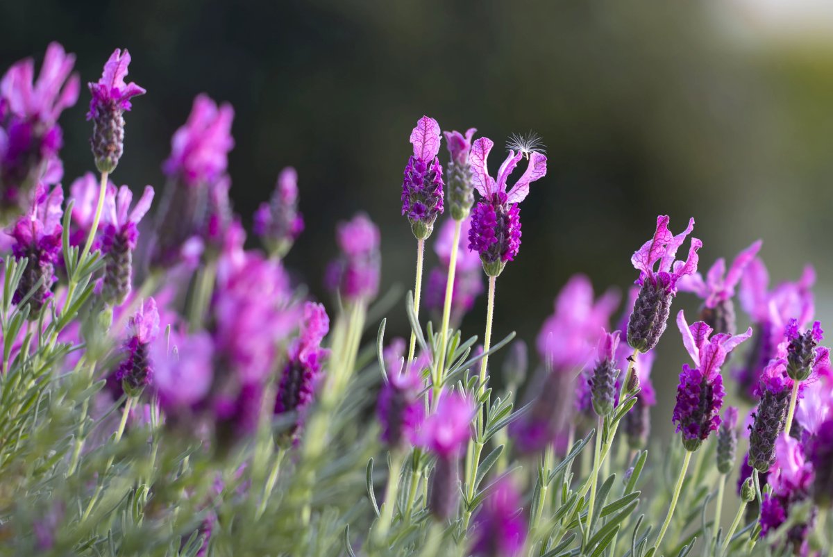 Lavandula stoechas