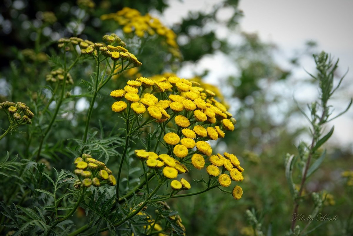 Пижма обыкновенная (Tanacetum vulgare)