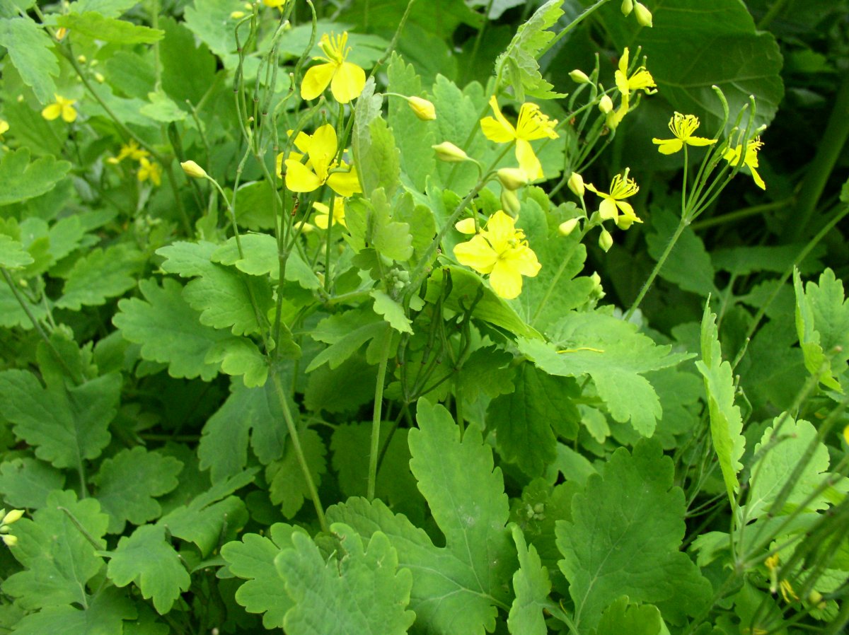 Chelidonium majus l.