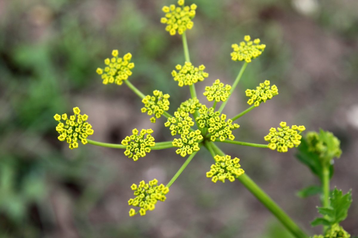Пастернак посевной (pastinaca Sylvestris)