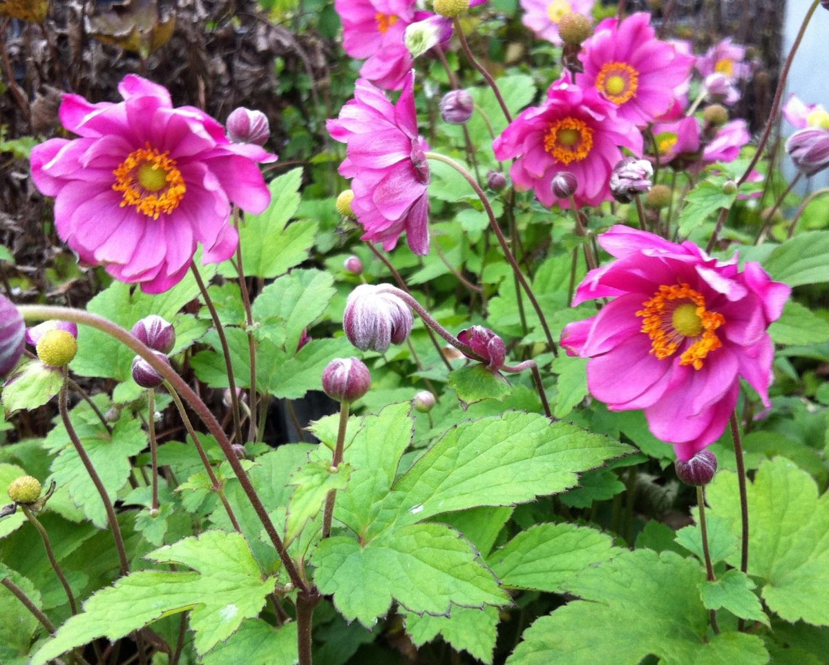 Анемона гибридная Anemone hybride 'Margarete'