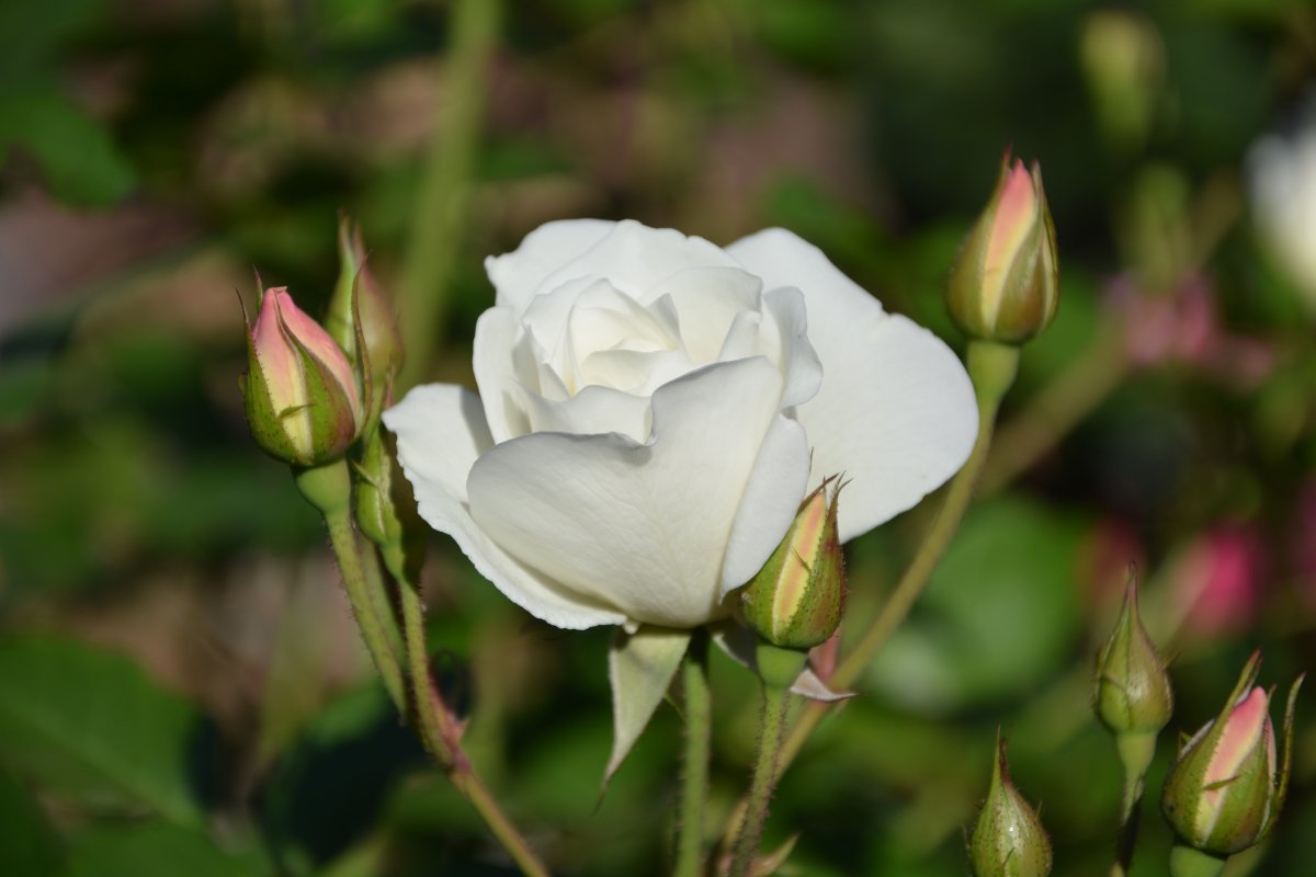 Роза White Queen Elizabeth