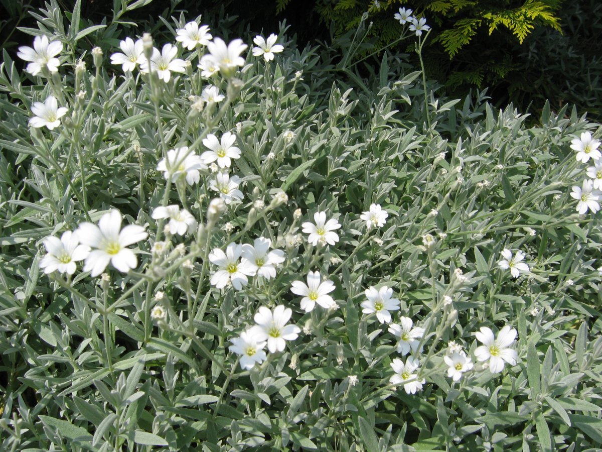 Ясколка войлочная columnae